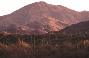 Wasson Peak Saguaro Wilderness Tucson Mountains AZ